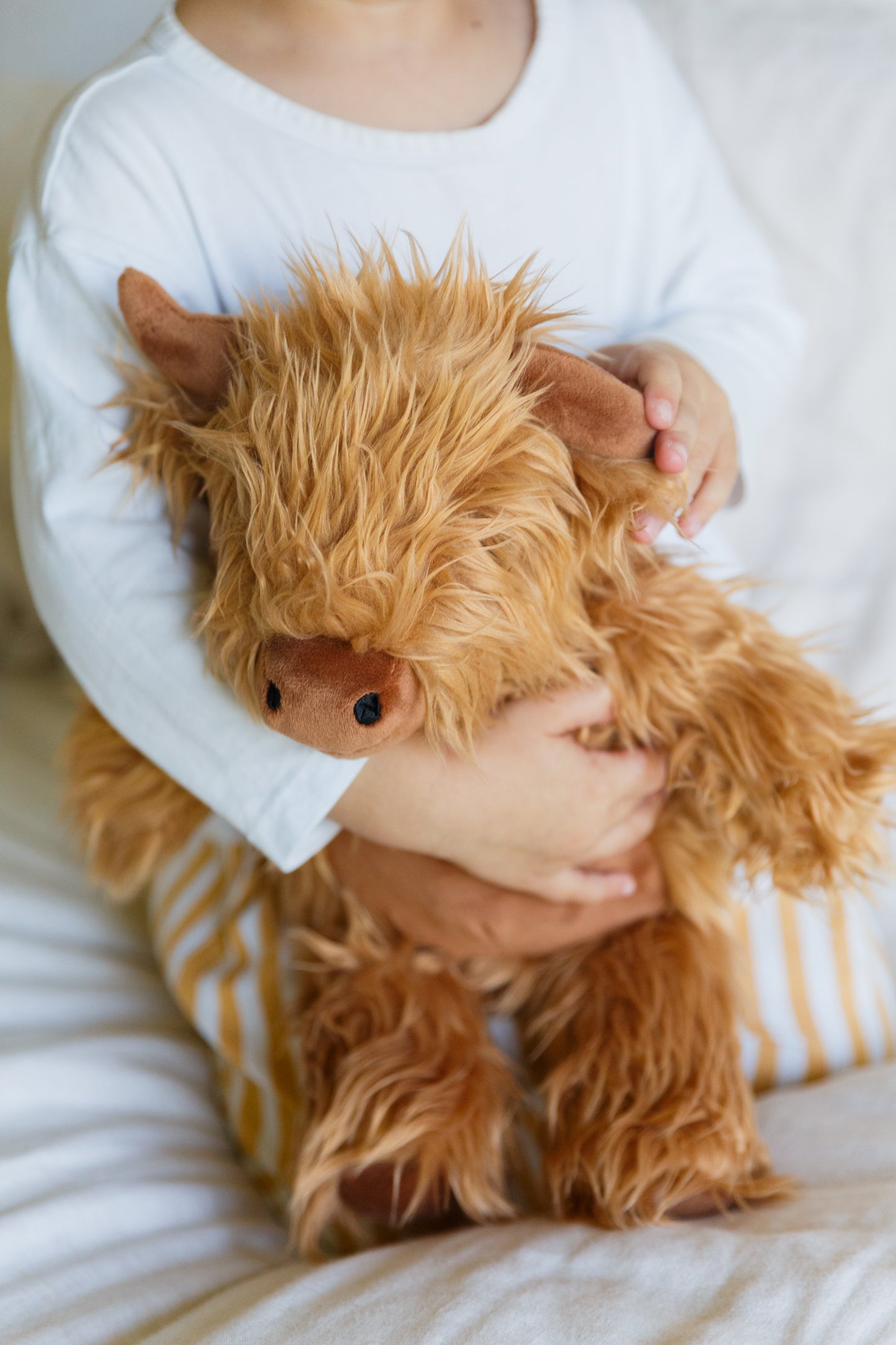 Hamish the Highland Cow